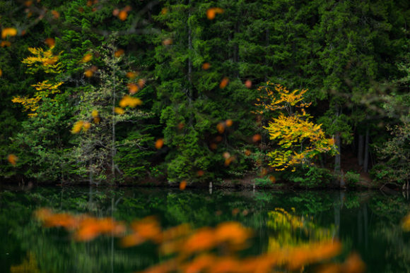 Autumn Color Reflections in the Lake: A Creative Font Review